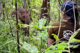Umphang Wildlife Adventure