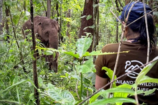 Umphang Wildlife Adventure